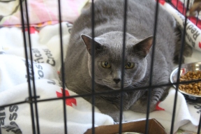 Diamond stayed close to her master in a shelter in Richmond Heights in July, 2018